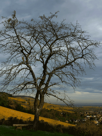 le chene de Bruderbach