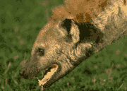 hyena070