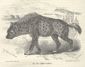 hyene-noir-et-blanc