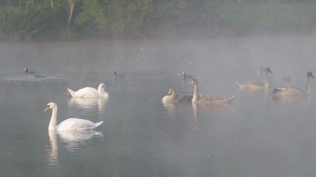 Cygnes sur l'étang de Nesle