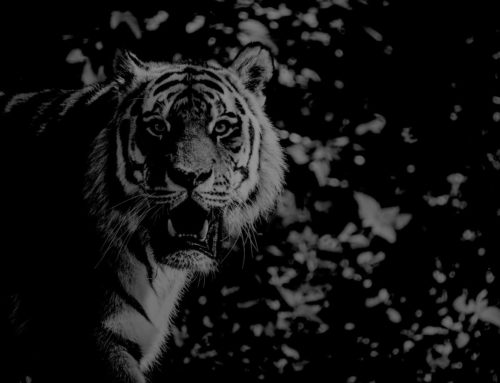 Nouvel an chinois : Le Tigre Noir